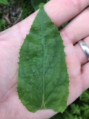 Penstemon tenuiflorus