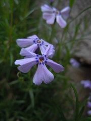 Phlox subulata