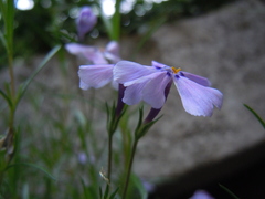 Phlox subulata
