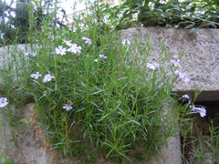 Phlox subulata