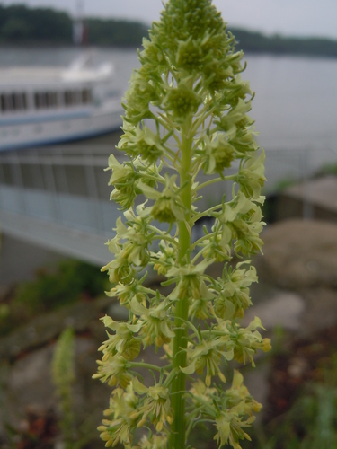 rezeda žltá (Reseda lutea)