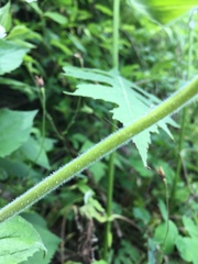 Penstemon tenuiflorus