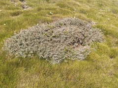 Dracophyllum pubescens