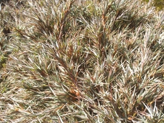 Dracophyllum pubescens