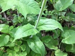 Penstemon tenuiflorus