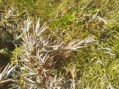 Dracophyllum pubescens