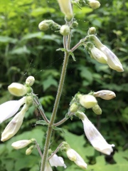 Penstemon tenuiflorus