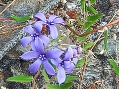 Billardiera variifolia