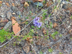 Billardiera variifolia