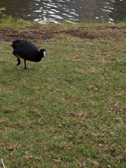 Fulica atra australis