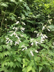 Penstemon tenuiflorus