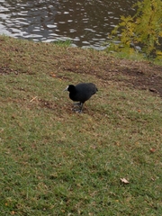 Fulica atra australis