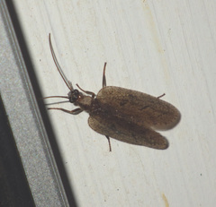 Drepanepteryx algida