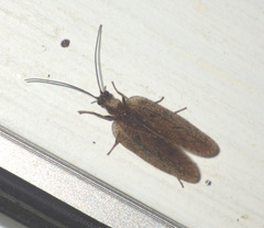 Drepanepteryx algida