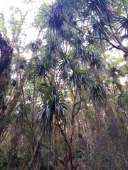 Dracophyllum traversii