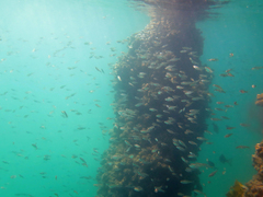 Ambassis jacksoniensis