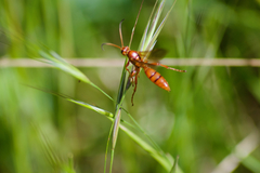 Spilichneumon