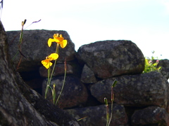 Hesperoxiphion peruvianum