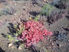 Hermannia grandiflora