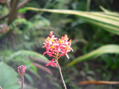 Epidendrum radicans