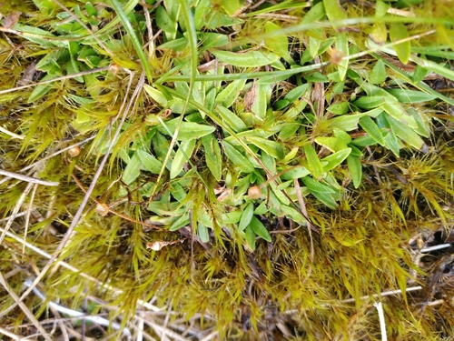 One-bracted plantain (Plantago unibracteata)