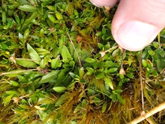 Plantago unibracteata