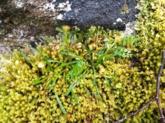 Abrotanella linearis