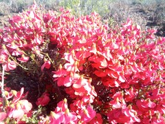 Hermannia grandiflora