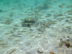 Ambassis jacksoniensis