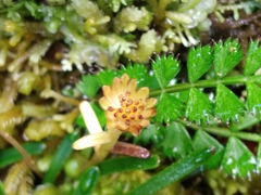 Abrotanella linearis