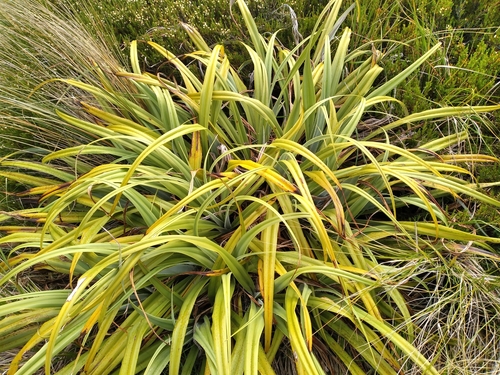 Astelia skottsbergii, photograph 6