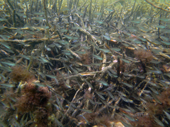 Ambassis jacksoniensis