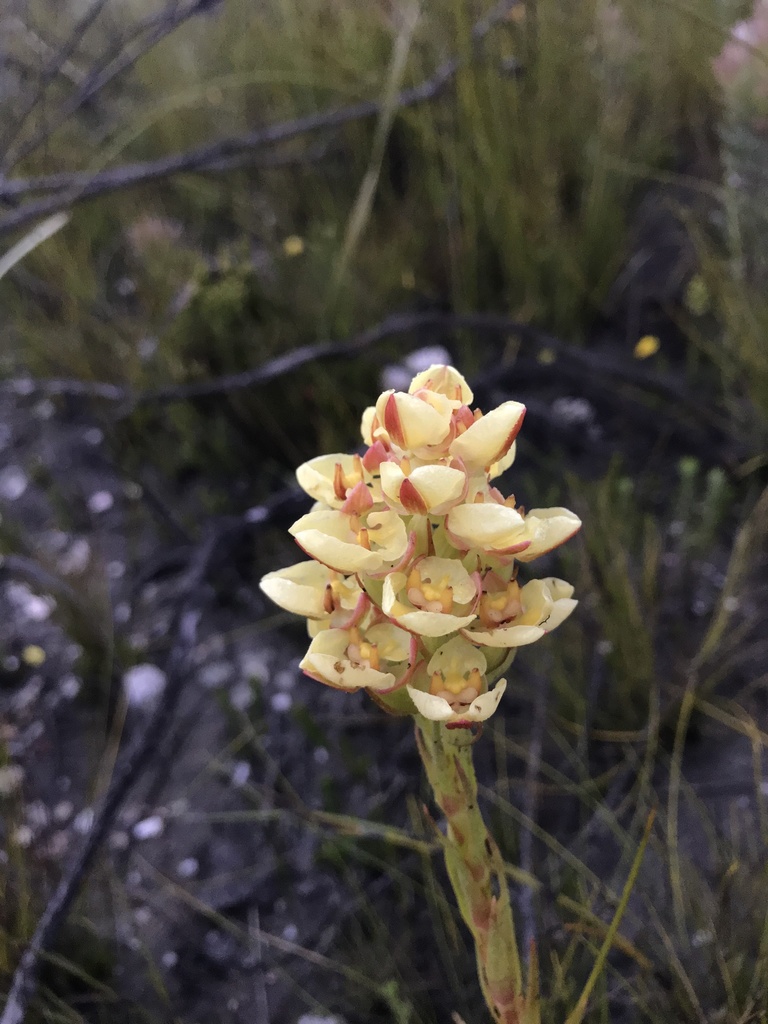 Ceratandra grandiflora