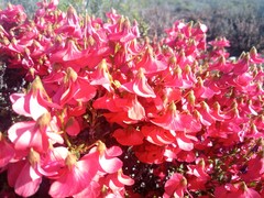 Hermannia grandiflora