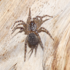 Thelechoris striatipes