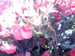 Hermannia grandiflora