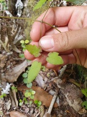 Clematis cunninghamii