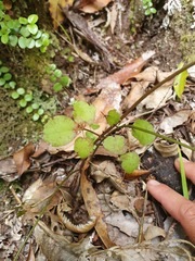 Clematis cunninghamii