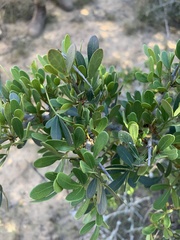 Searsia longispina