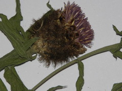 Centaurea nemoralis