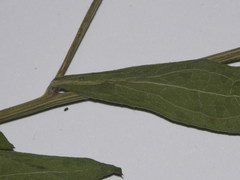 Centaurea nemoralis