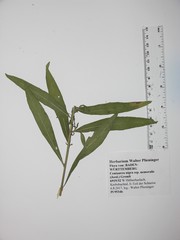 Centaurea nemoralis