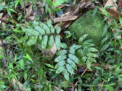 Bolbitis scalpturata