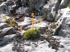 Aciphylla polita