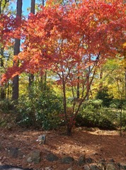 Acer palmatum