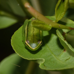 Hyperolius benguellensis