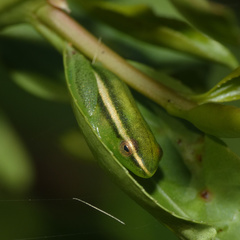 Hyperolius benguellensis
