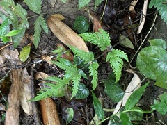 Tectaria fuscipes