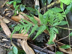 Tectaria fuscipes