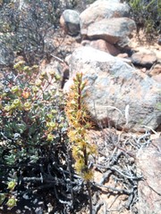 Holothrix schlechteriana